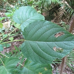 Clerodendrum tracyanum at Syndicate, QLD - 14 Dec 2017 02:04 PM