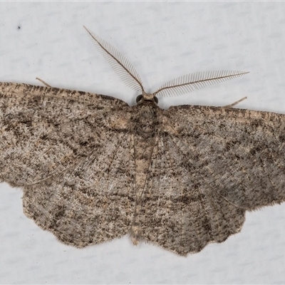 Zermizinga sinuata (Lucerne Looper, Spider Moth) at Melba, ACT - 29 May 2025 by kasiaaus