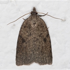 Meritastis polygraphana (Mottled Bell Moth) at Melba, ACT - 29 May 2025 by kasiaaus
