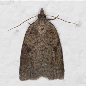 Meritastis polygraphana (Mottled Bell Moth) at Melba, ACT - 29 May 2025 by kasiaaus
