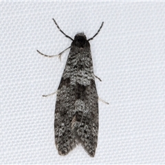 Lepidoscia adelopis, annosella and similar species (A Case moth) at Melba, ACT - 31 May 2025 by kasiaaus