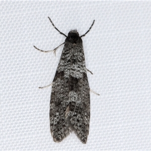 Lepidoscia adelopis, annosella and similar species (A Case moth) at Melba, ACT - 31 May 2025 by kasiaaus