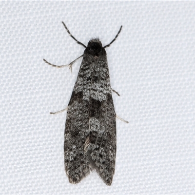 Lepidoscia adelopis, annosella and similar species (A Case moth) at Melba, ACT - 31 May 2025 by kasiaaus
