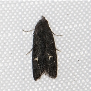 Bondia nigella (A Fruitworm moth (Family Carposinidae)) at Melba, ACT - 3 Jun 2025 by kasiaaus