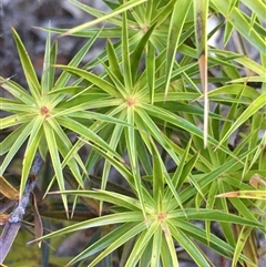 Melichrus erubescens (Ruby Urn Heath) at Crowther, NSW - 4 Jun 2025 by Frecko