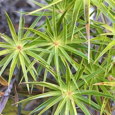 Melichrus erubescens (Ruby Urn Heath) at Crowther, NSW - 4 Jun 2025 by Frecko