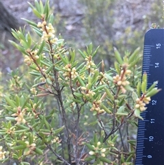 Monotoca scoparia (Broom Heath) at Crowther, NSW - 4 Jun 2025 by Frecko