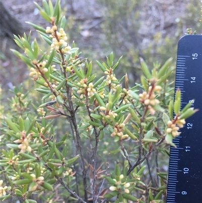 Monotoca scoparia (Broom Heath) at Crowther, NSW - 4 Jun 2025 by Frecko