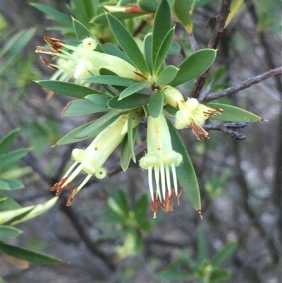 Styphelia triflora (Five-corners) at Crowther, NSW - 4 Jun 2025 by Frecko