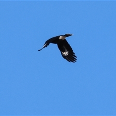Gymnorhina tibicen at Wodonga, VIC - 31 May 2025 by KylieWaldon