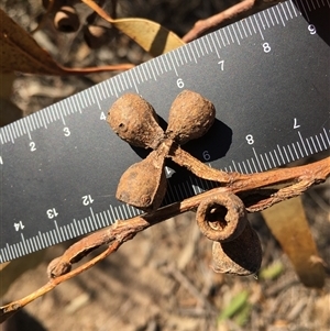 Eucalyptus dives at Crowther, NSW - 4 Jun 2025 by Frecko