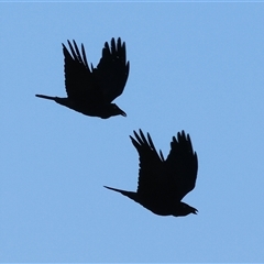 Corvus coronoides at Wodonga, VIC - 31 May 2025 by KylieWaldon