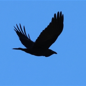 Corvus coronoides at Wodonga, VIC - 31 May 2025 10:49 AM