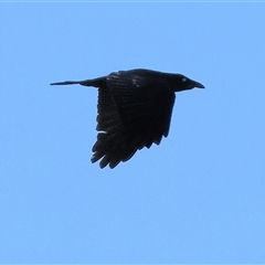 Corvus coronoides at Wodonga, VIC - 31 May 2025 10:49 AM