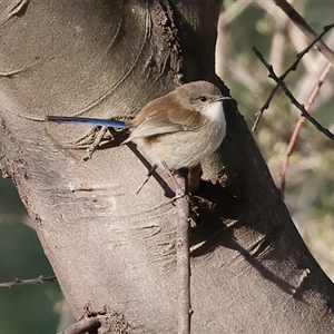 Malurus cyaneus (Superb Fairywren) at Wodonga, VIC - 31 May 2025 by KylieWaldon