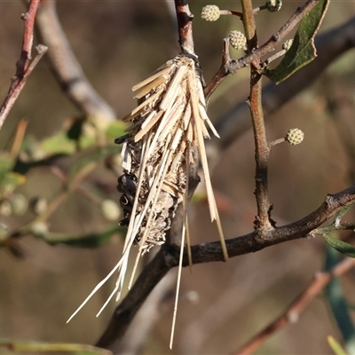 Lomera zophopepla at Wodonga, VIC - 31 May 2025 by KylieWaldon