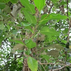 Clerodendrum inerme at Newell, QLD - 12 Jan 2023 11:07 AM