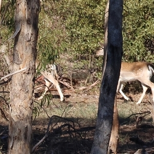 Dama dama (Fallow Deer) at Wodonga, VIC - 31 May 2025 by KylieWaldon
