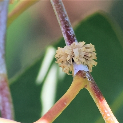 Paropsis atomaria (Eucalyptus leaf beetle) at Wodonga, VIC - 31 May 2025 by KylieWaldon