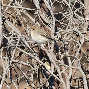 Petroica goodenovii at Wodonga, VIC - 31 May 2025 by KylieWaldon