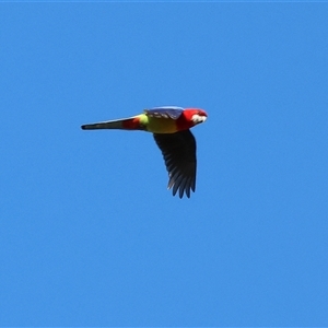 Platycercus eximius (Eastern Rosella) at Wodonga, VIC - 31 May 2025 by KylieWaldon