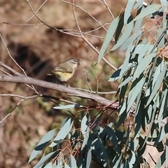 Smicrornis brevirostris at Wodonga, VIC - 31 May 2025 by KylieWaldon