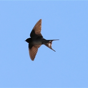 Hirundo neoxena (Welcome Swallow) at Wodonga, VIC - 31 May 2025 by KylieWaldon