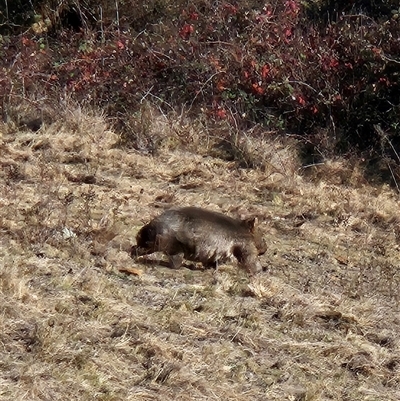 Vombatus ursinus (Common wombat, Bare-nosed Wombat) at Tharwa, ACT - 5 Jun 2025 by ChrisHolder