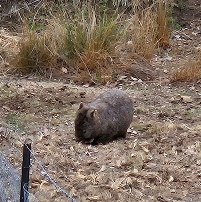 Vombatus ursinus (Common wombat, Bare-nosed Wombat) at Tharwa, ACT - 2 Jun 2025 by ChrisHolder
