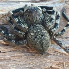 Neosparassus calligaster at Crowther, NSW - 4 Jun 2025 11:01 AM