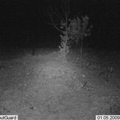 Felis catus (Feral Cat) at Tharwa, ACT - 16 May 2025 by ChrisHolder