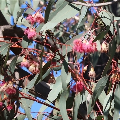 Eucalyptus dives at Wodonga, VIC - 31 May 2025 by KylieWaldon
