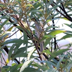 Caligavis chrysops (Yellow-faced Honeyeater) at Wodonga, VIC - 31 May 2025 by KylieWaldon