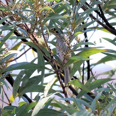 Caligavis chrysops (Yellow-faced Honeyeater) at Wodonga, VIC - 31 May 2025 by KylieWaldon