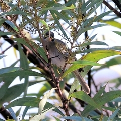 Caligavis chrysops at Wodonga, VIC - 31 May 2025 10:58 AM