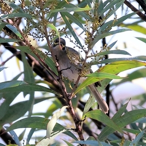 Caligavis chrysops at Wodonga, VIC - 31 May 2025 10:58 AM