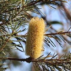 Banksia marginata at Wodonga, VIC - 31 May 2025 by KylieWaldon