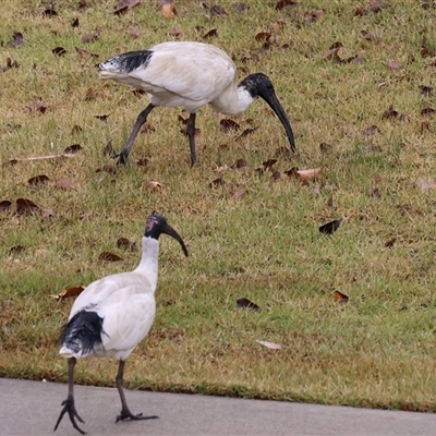 Threskiornis molucca (Australian White Ibis) at Wodonga, VIC - Yesterday by KylieWaldon