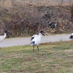 Threskiornis molucca at Wodonga, VIC - 7 Jun 2025 11:55 AM