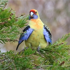 Platycercus elegans flaveolus at Wodonga, VIC - Yesterday by KylieWaldon