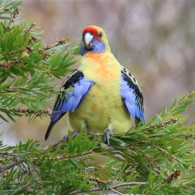 Platycercus elegans flaveolus at Wodonga, VIC - Yesterday by KylieWaldon
