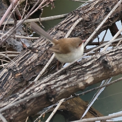 Malurus cyaneus (Superb Fairywren) at Wodonga, VIC - Yesterday by KylieWaldon