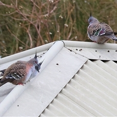 Ocyphaps lophotes (Crested Pigeon) at Wodonga, VIC - Yesterday by KylieWaldon