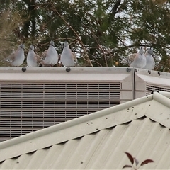 Ocyphaps lophotes at Wodonga, VIC - 7 Jun 2025 12:00 PM