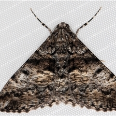 Gastrinodes argoplaca (Cryptic Bark Moth) at Melba, ACT - 2 Jun 2025 by kasiaaus