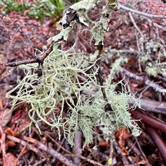 Usnea sp. (genus) at Bright, VIC - Yesterday by Hejor1