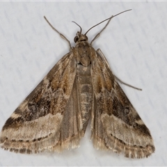 Hellula hydralis (Cabbage Centre Moth) at Melba, ACT - 3 Jun 2025 by kasiaaus