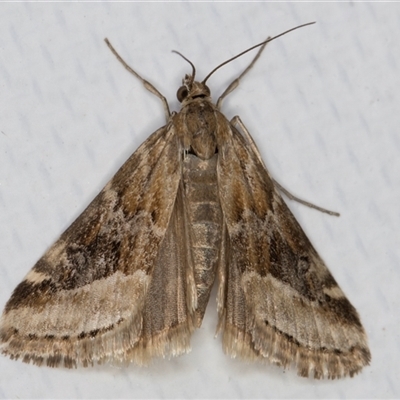 Hellula hydralis (Cabbage Centre Moth) at Melba, ACT - 3 Jun 2025 by kasiaaus