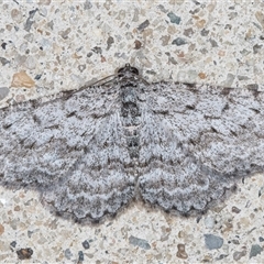Psilosticha absorpta (Fine-waved Bark Moth) at Melba, ACT - 3 Jun 2025 by kasiaaus