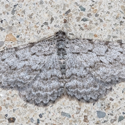 Psilosticha absorpta (Fine-waved Bark Moth) at Melba, ACT - 3 Jun 2025 by kasiaaus